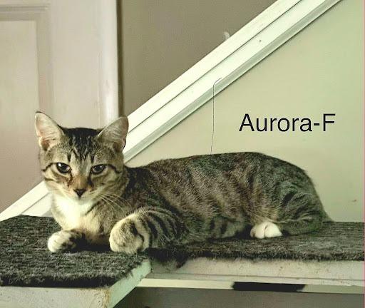 Enlarge Aurora, a Adoptable mixed breed in Lunenburg, MA image 2/2