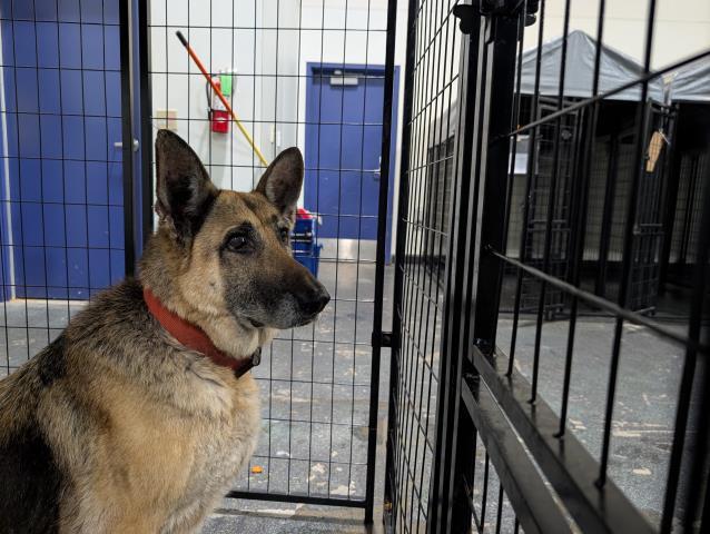 Shera Princess of Power -- URGENT!