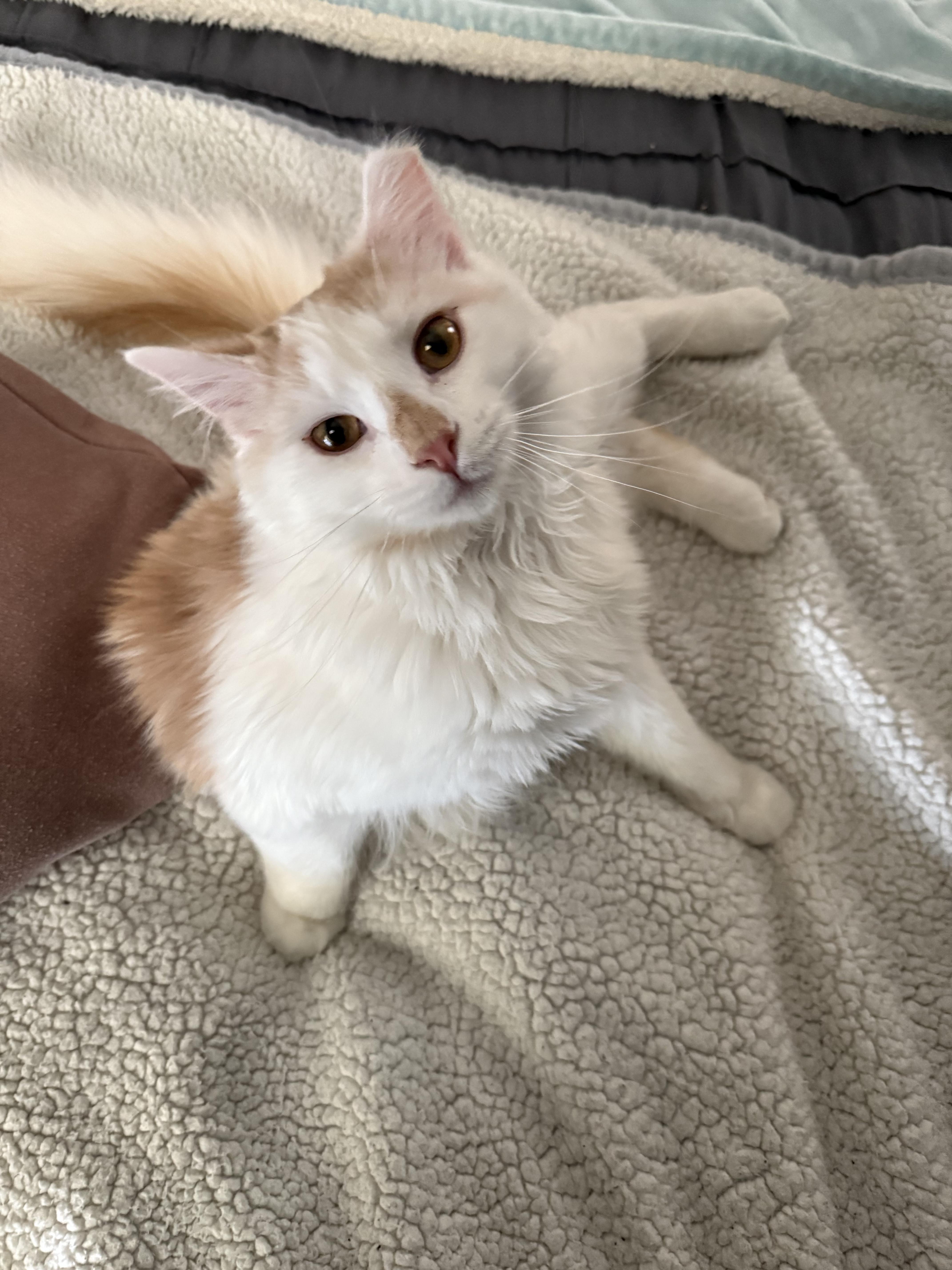 Enlarge Valen, an adoptable mixed breed in Syracuse, NY image 4/6