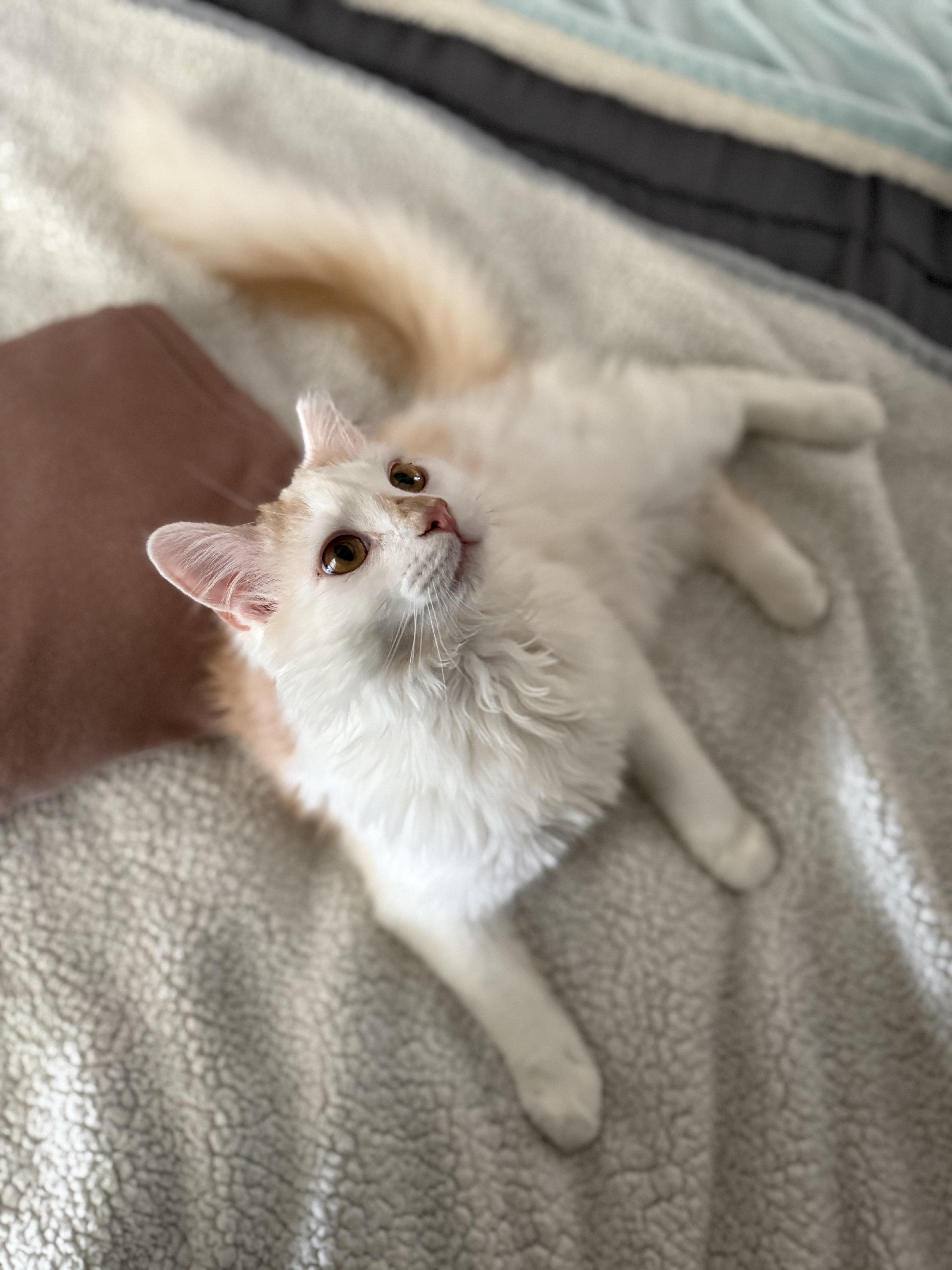 Valen, adoptable, Kitten Male Domestic Long Hair.