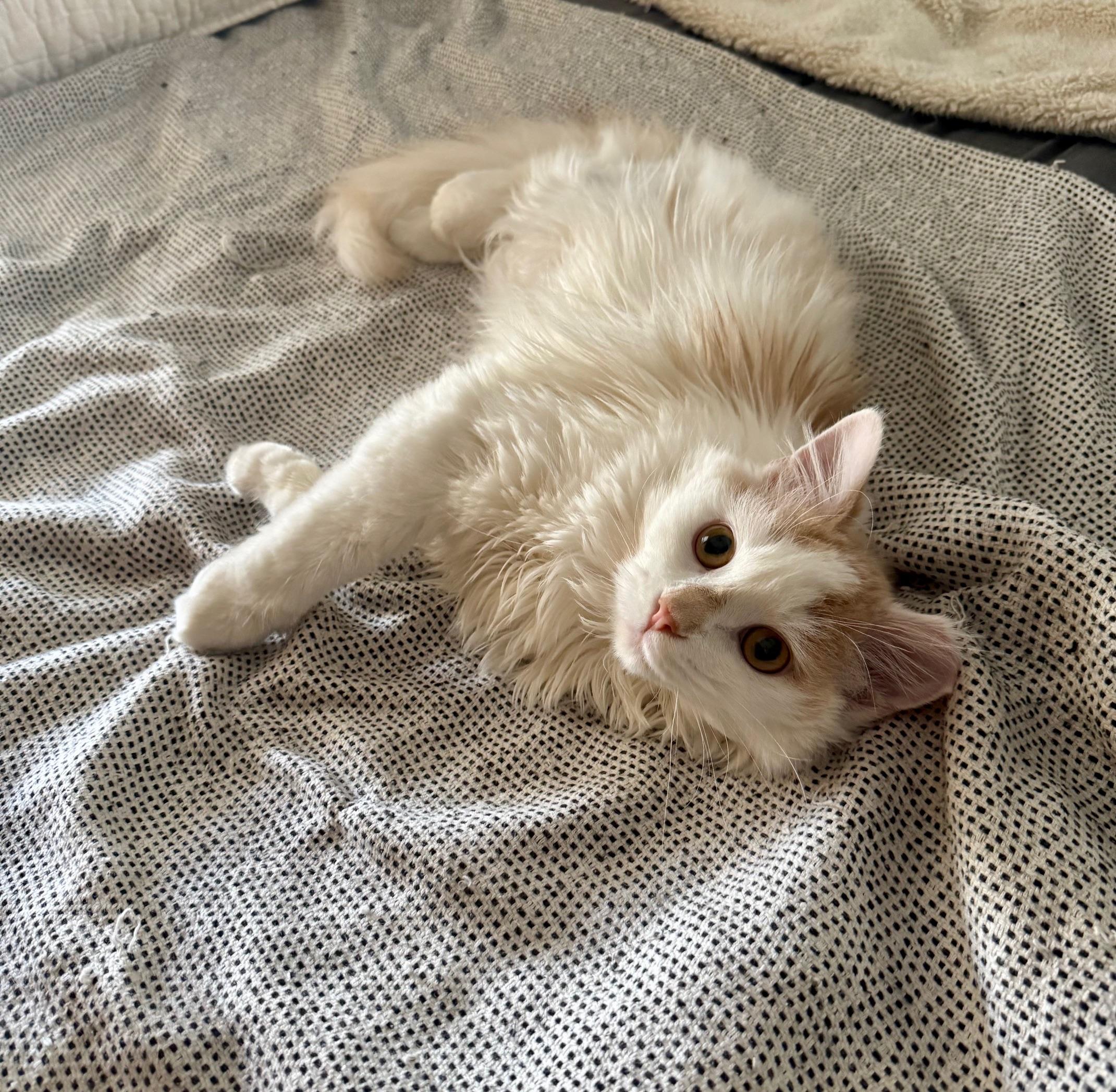 Enlarge Valen, an adoptable mixed breed in Syracuse, NY image 5/6