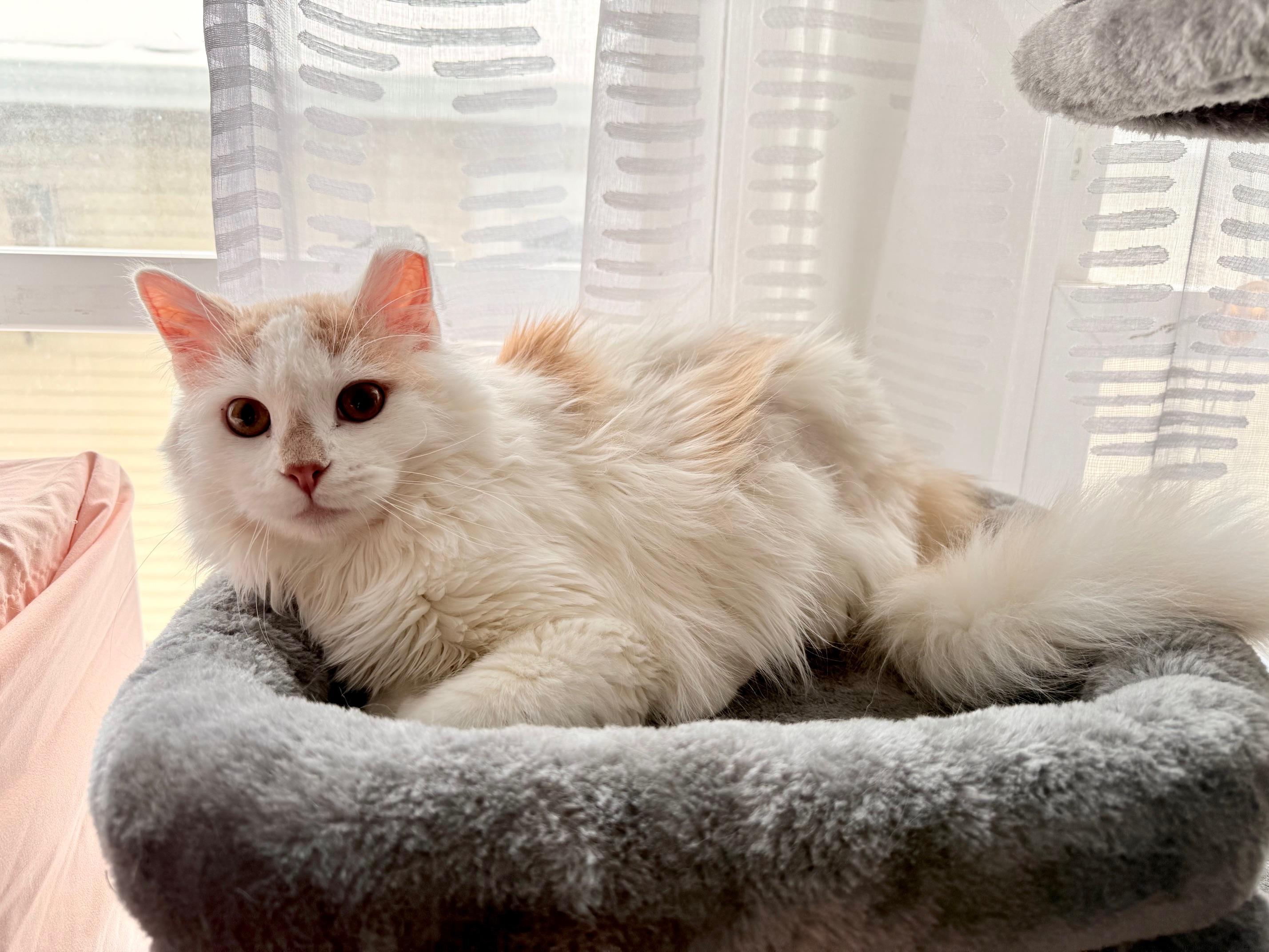 Enlarge Valen, an adoptable mixed breed in Syracuse, NY image 3/6