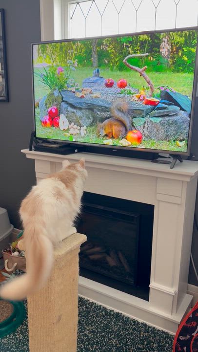 Enlarge Valen, an adoptable mixed breed in Syracuse, NY video 6/6