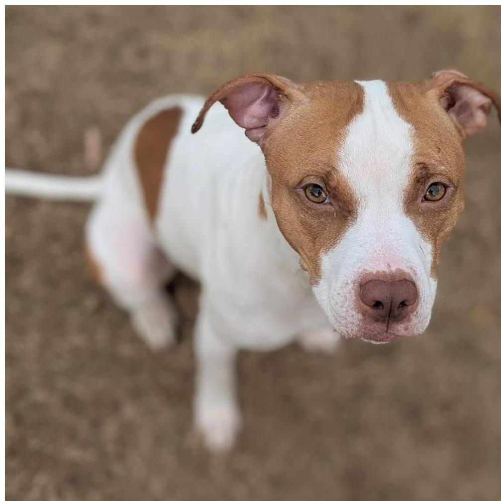 TIPPY  Available NOW - ADOPTION or RESCUE!, Adoptable, Young Female Mixed Breed.