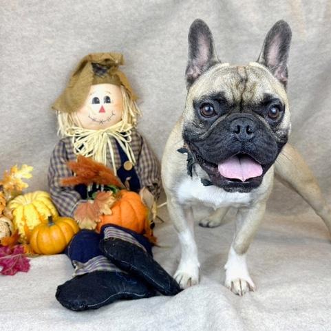 Enlarge Louie, a Adopted French Bulldog in Kerrville, TX image 1/3