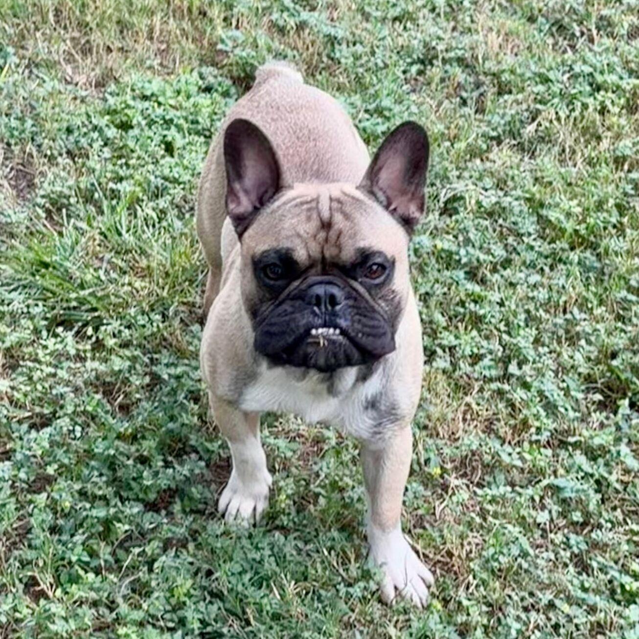 Enlarge Louie, a Adopted French Bulldog in Kerrville, TX image 2/3