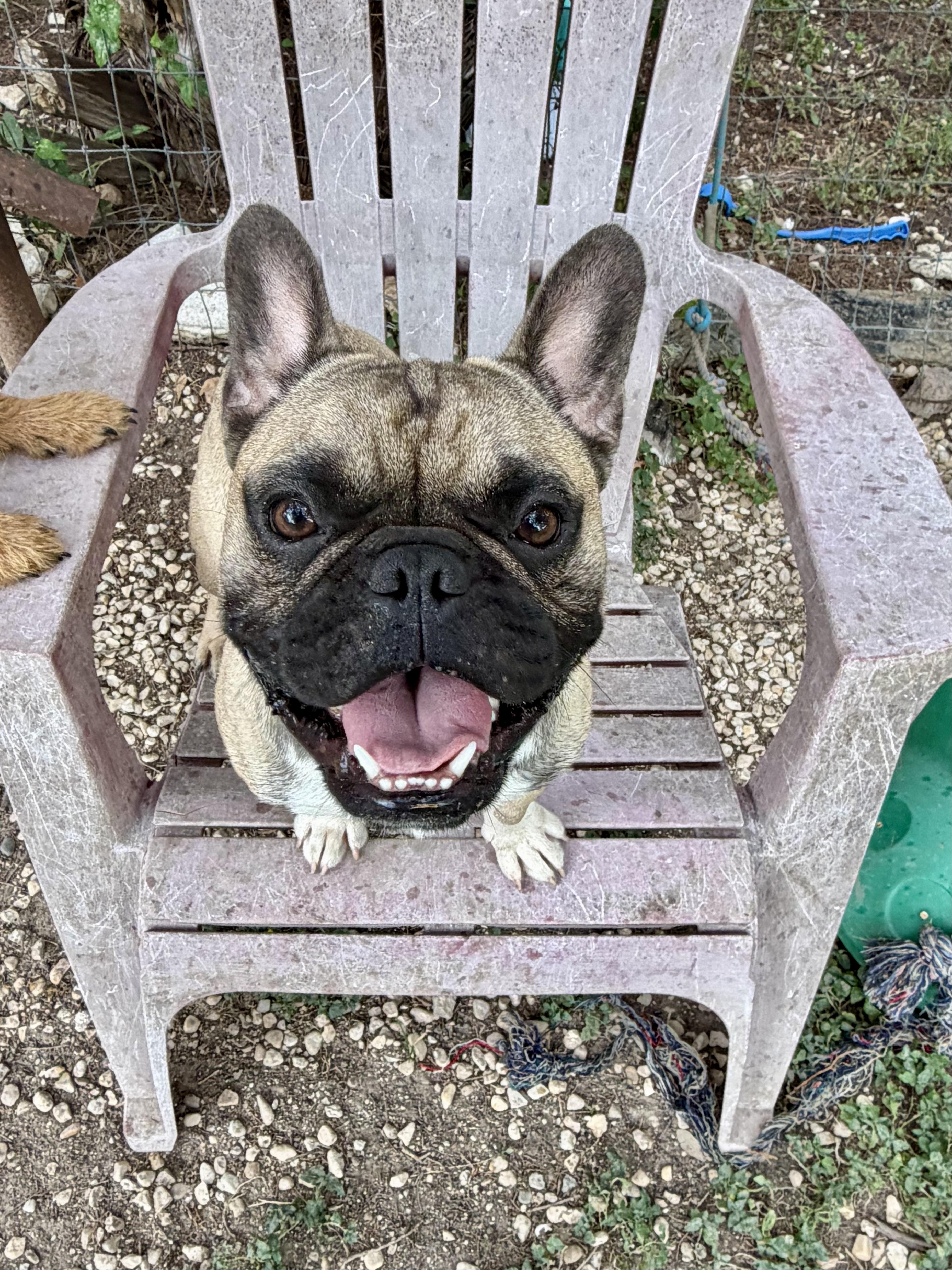 Enlarge Louie, a Adopted French Bulldog in Kerrville, TX image 3/3