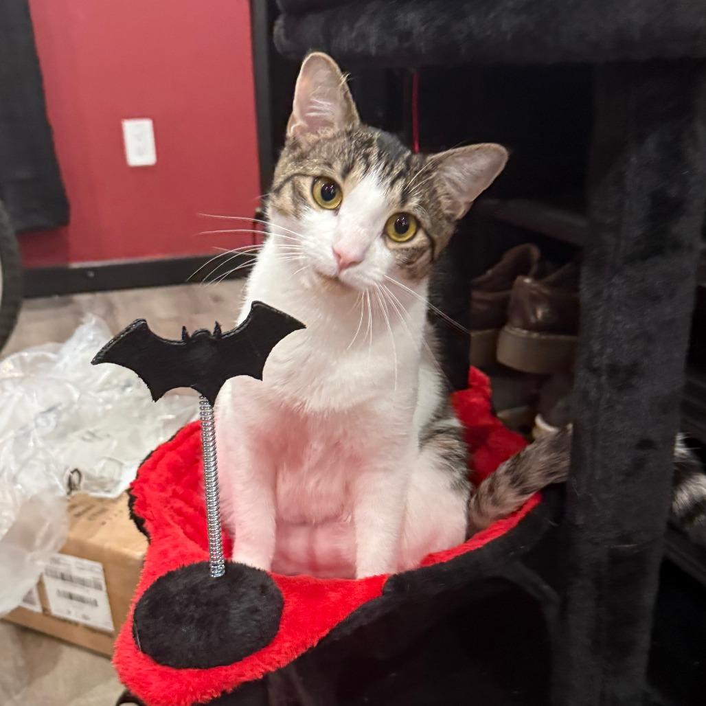 Goomie, Adoptable, Young Female Domestic Medium Hair.