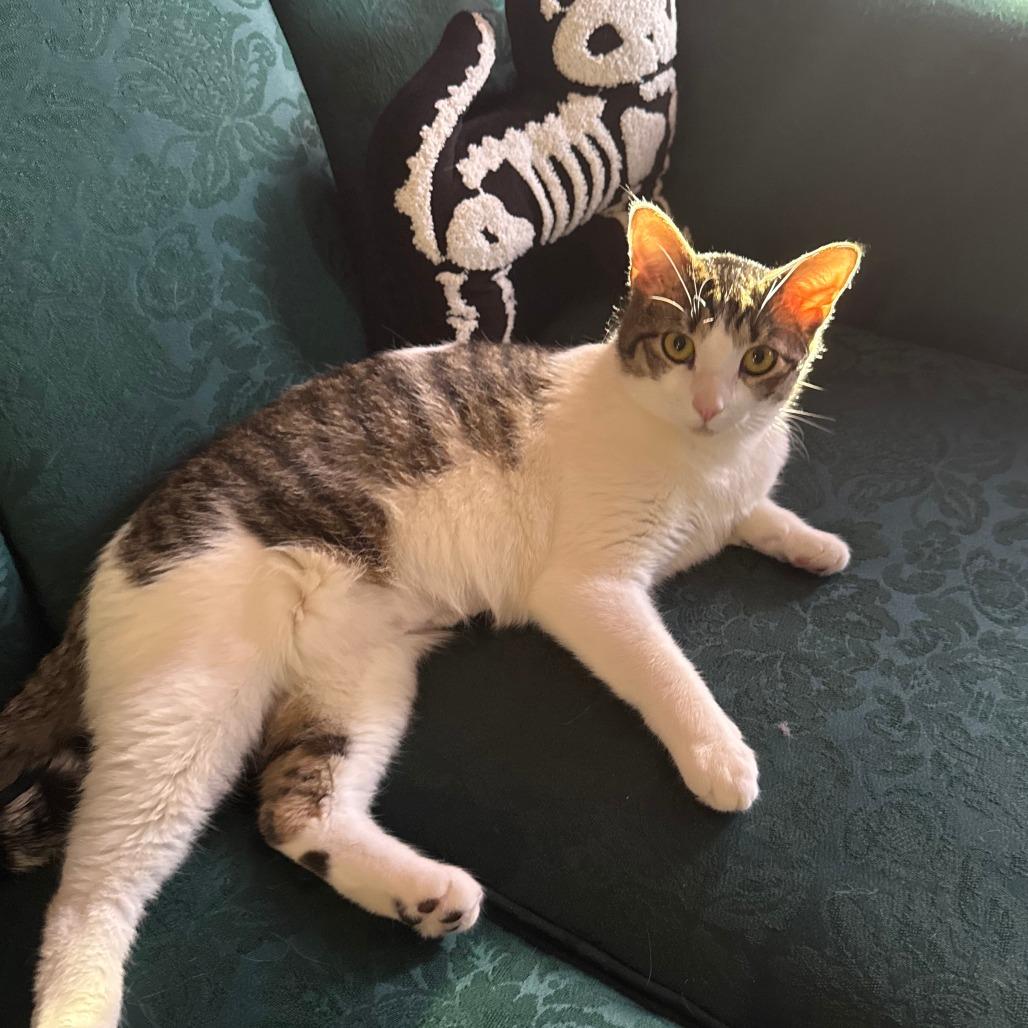 Enlarge Goomie, a Adoptable Domestic Medium Hair in Philadelphia, PA image 2/6