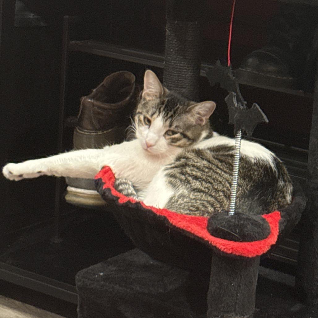 Enlarge Goomie, a Adoptable Domestic Medium Hair in Philadelphia, PA image 4/6