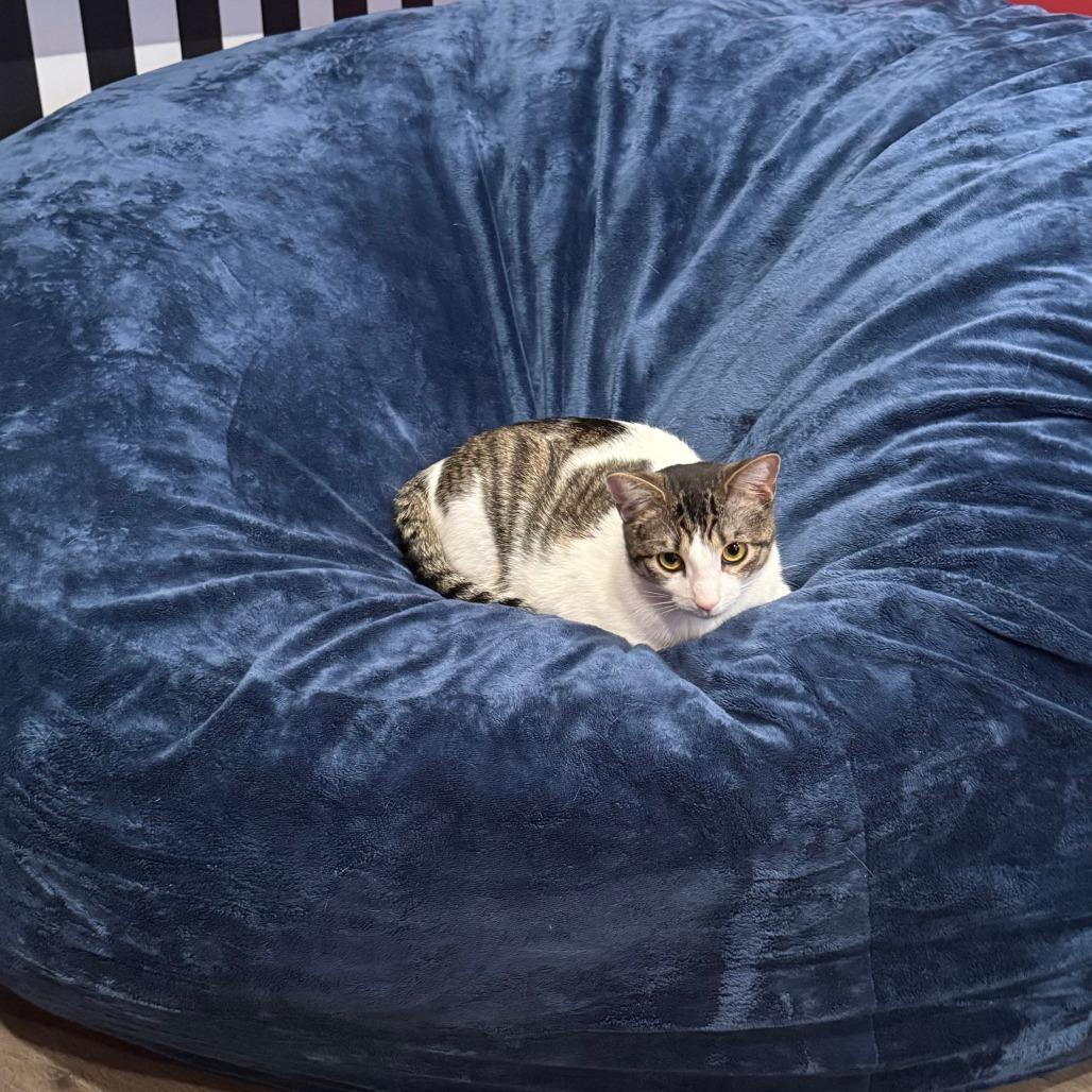 Enlarge Goomie, a Adoptable Domestic Medium Hair in Philadelphia, PA image 5/6
