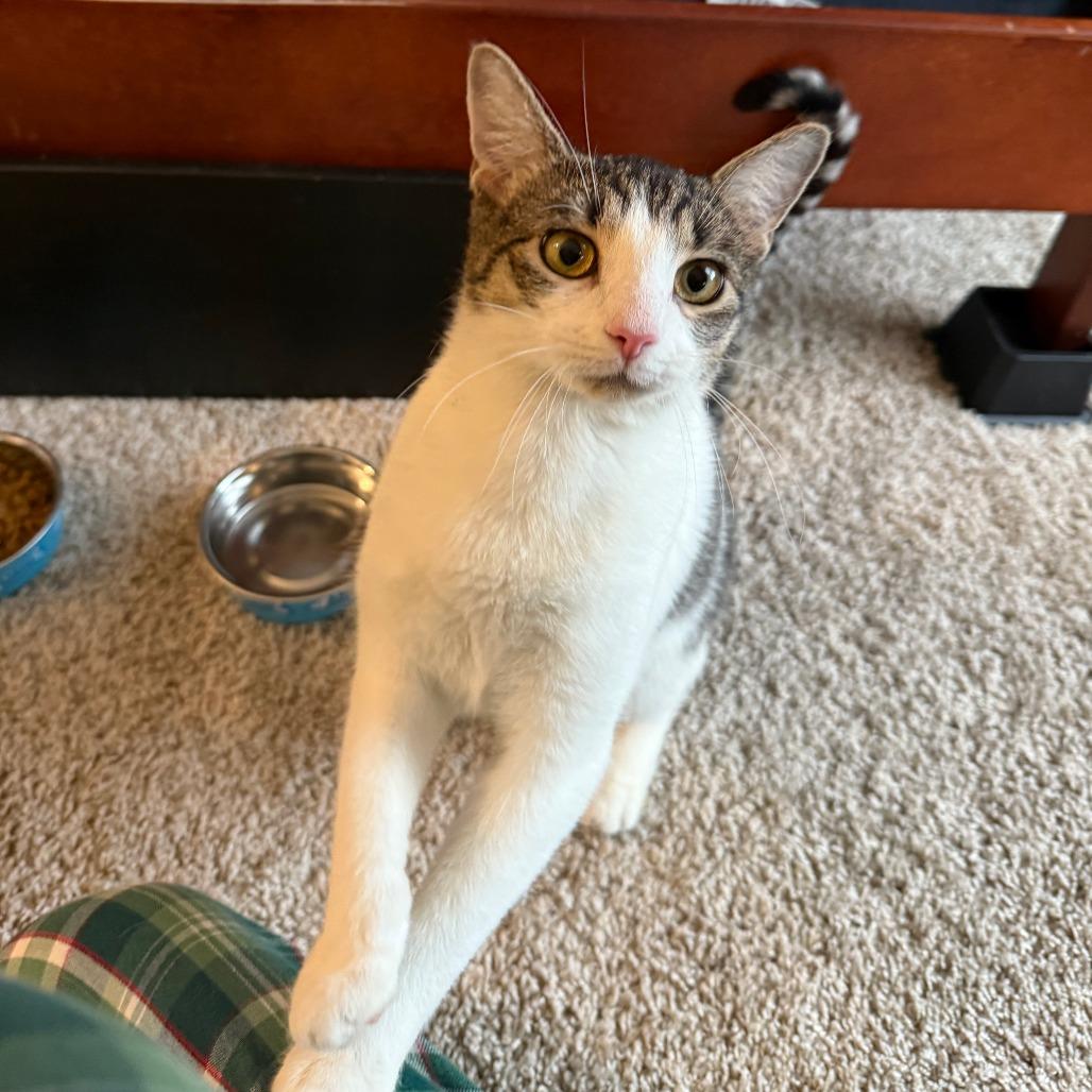 Enlarge Goomie, a Adoptable Domestic Medium Hair in Philadelphia, PA image 6/6