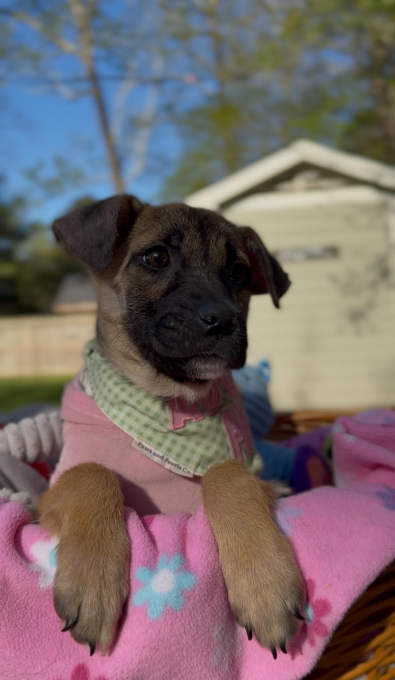 Enlarge Ivy, an adopted mixed breed in Houston, TX image 4/6