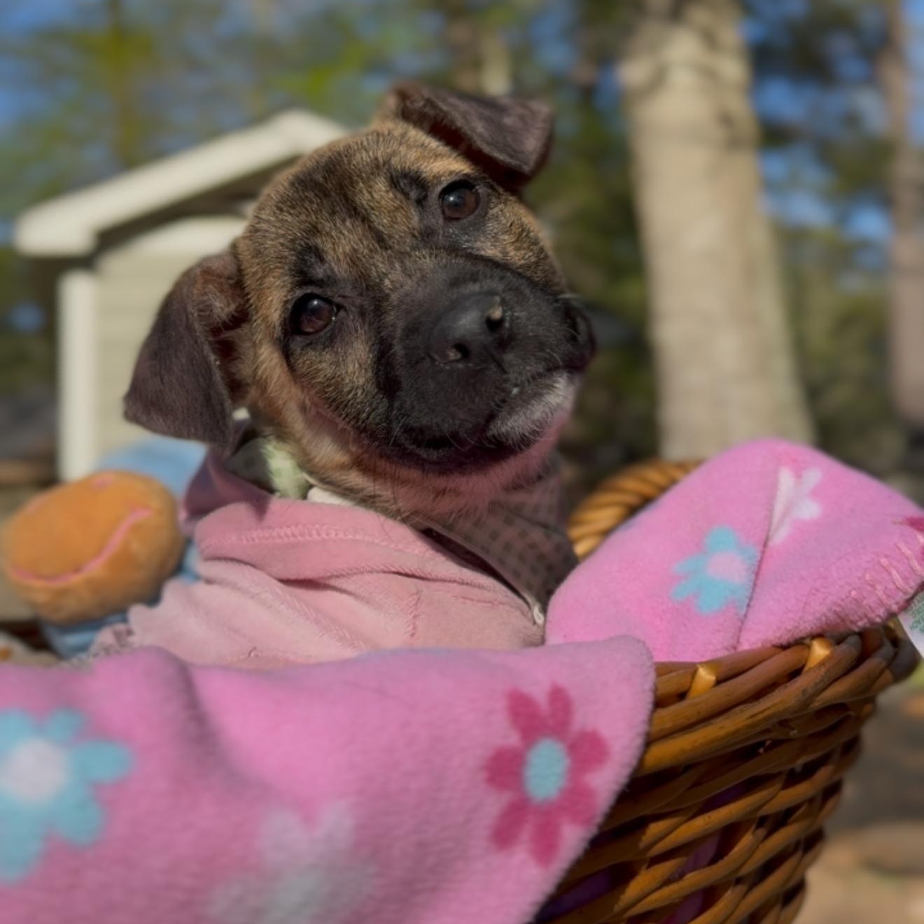 Enlarge Ivy, an adopted mixed breed in Houston, TX image 6/6