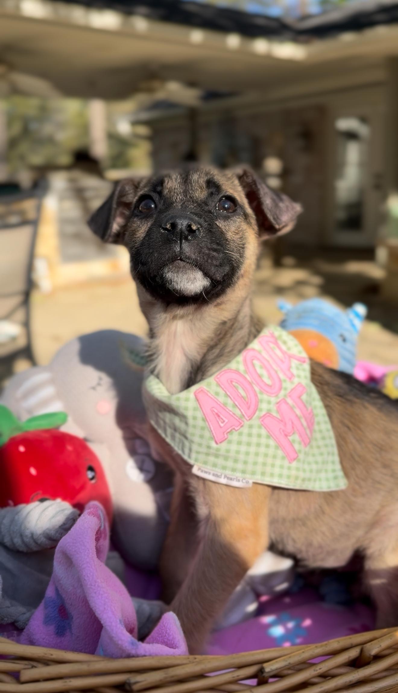 Enlarge Ivy, an adopted mixed breed in Houston, TX image 3/6