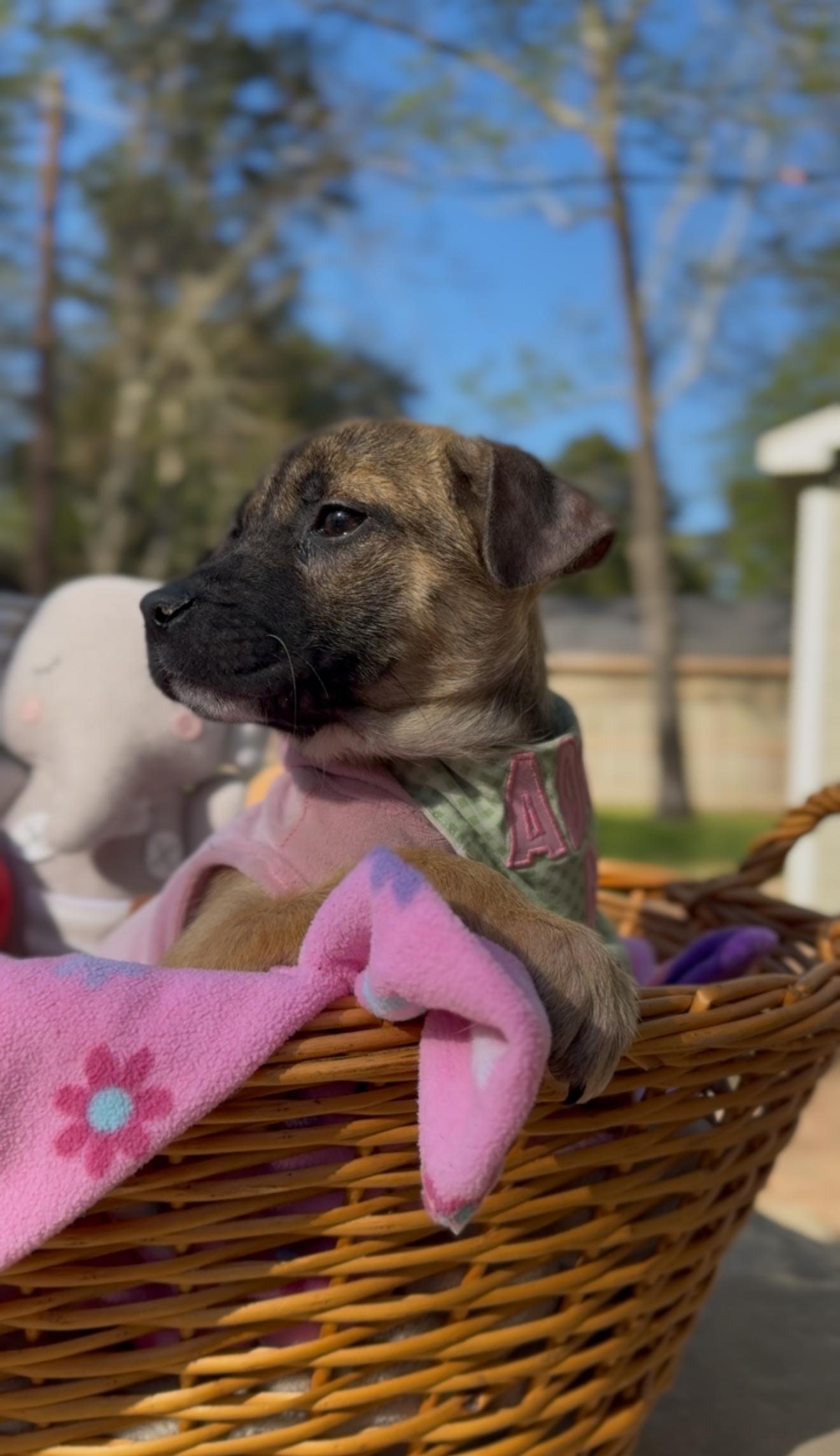 Enlarge Ivy, an adopted mixed breed in Houston, TX image 5/6