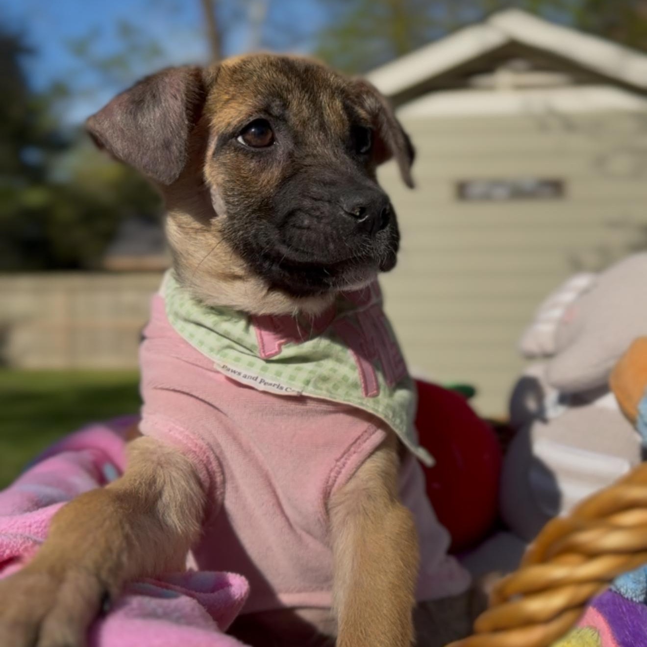 Ivy, adopted, Puppy Female German Shepherd Dog.