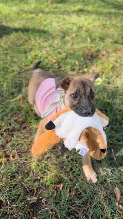 Enlarge Ivy, an adopted mixed breed in Houston, TX video 2/6