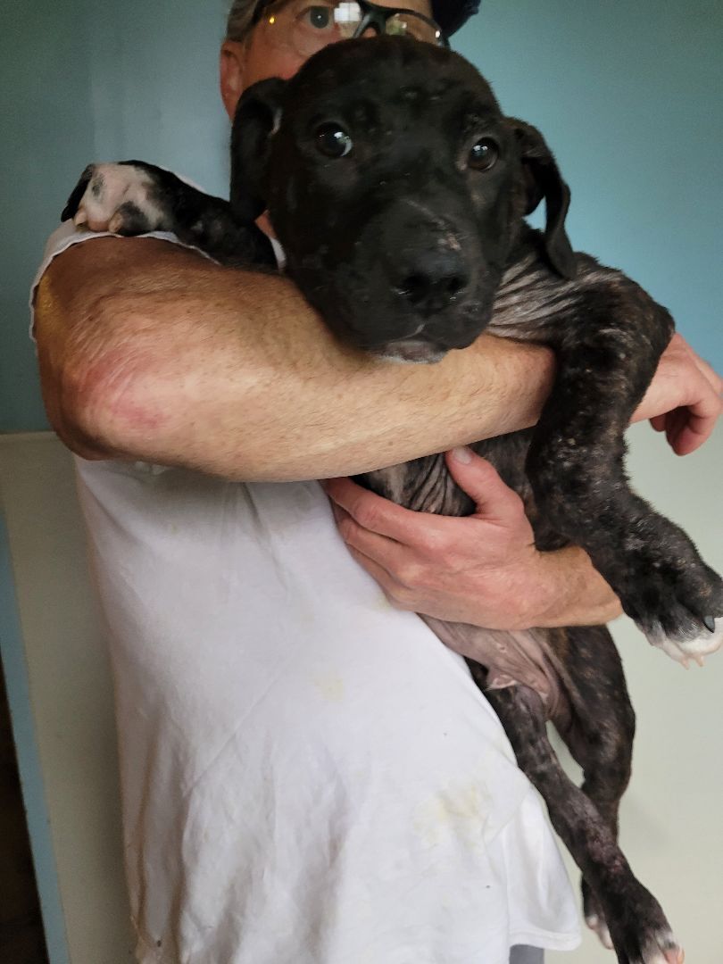 Enlarge Bo, a Adoptable mixed breed in St. Clair, MO image 2/2