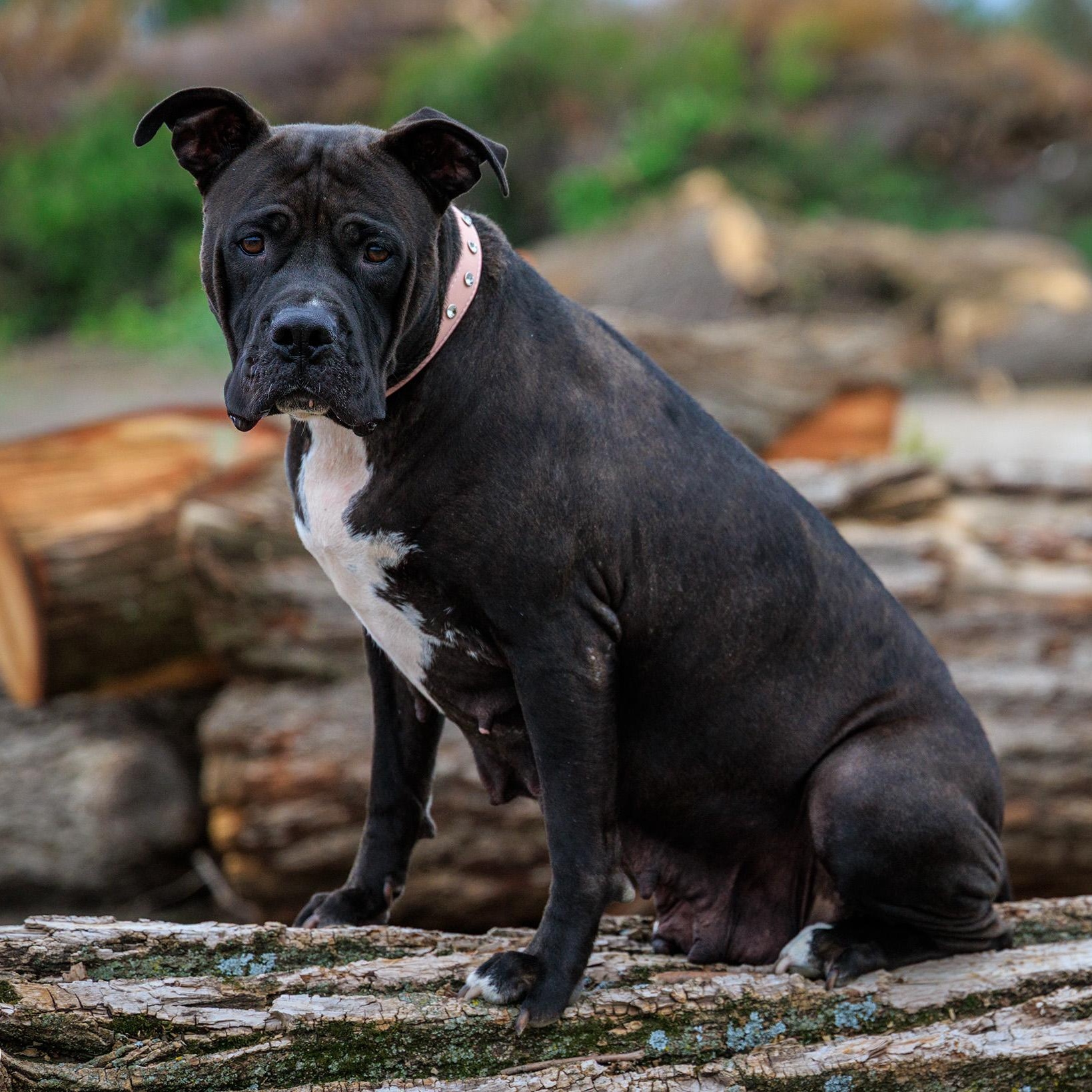 Luna, a ADOPTABLE mixed breed in Clarinda, IA image 3/4