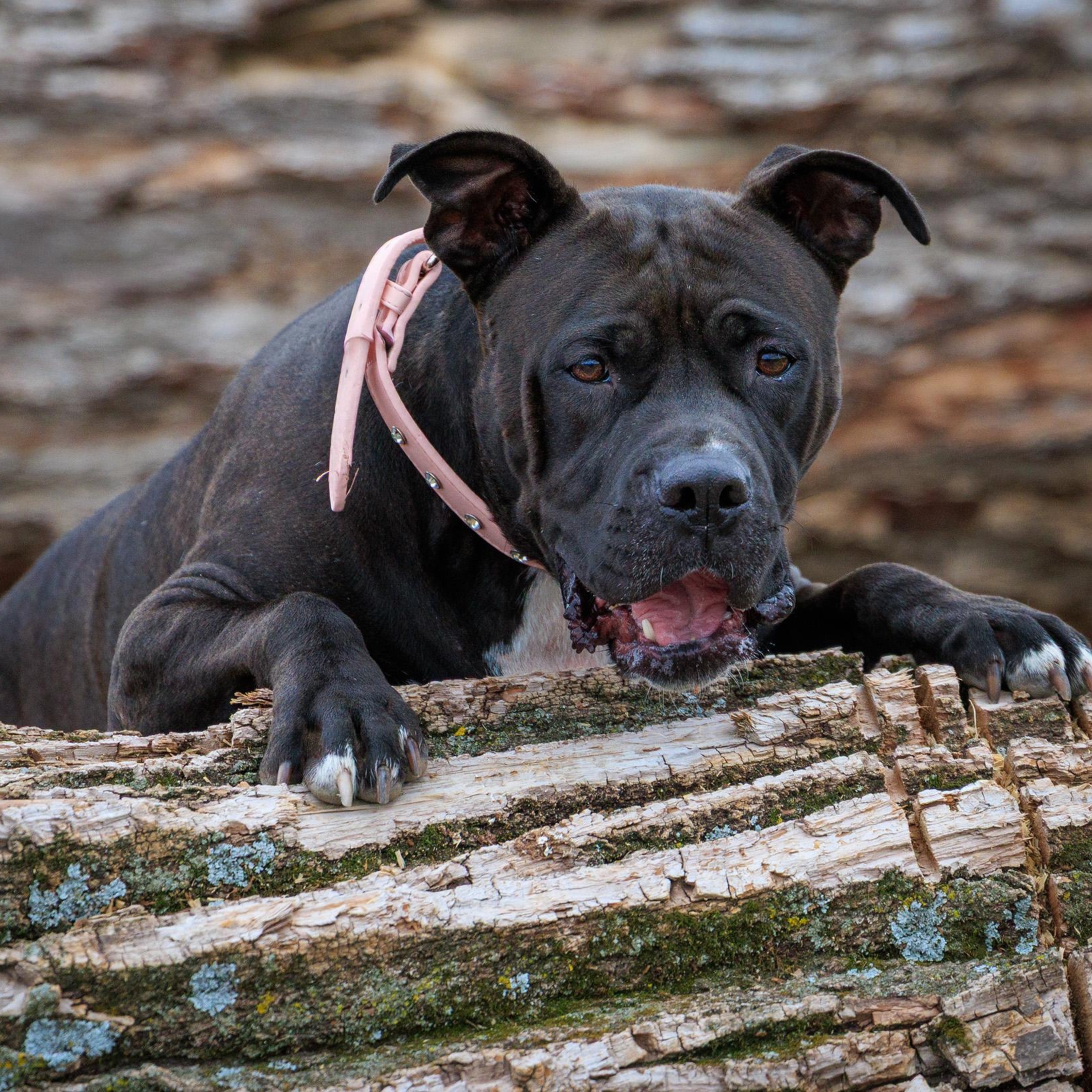 Luna, a ADOPTABLE mixed breed in Clarinda, IA image 4/4