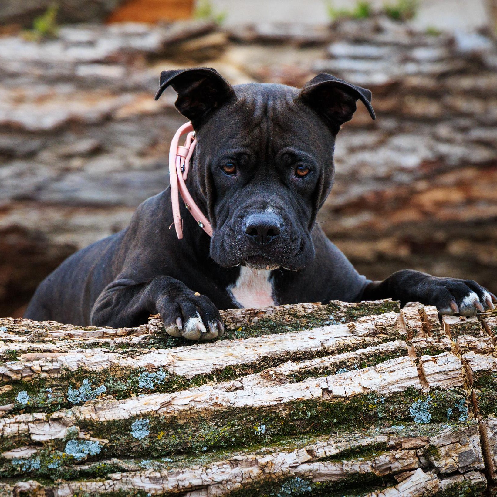 Luna, a ADOPTABLE mixed breed in Clarinda, IA image 2/4
