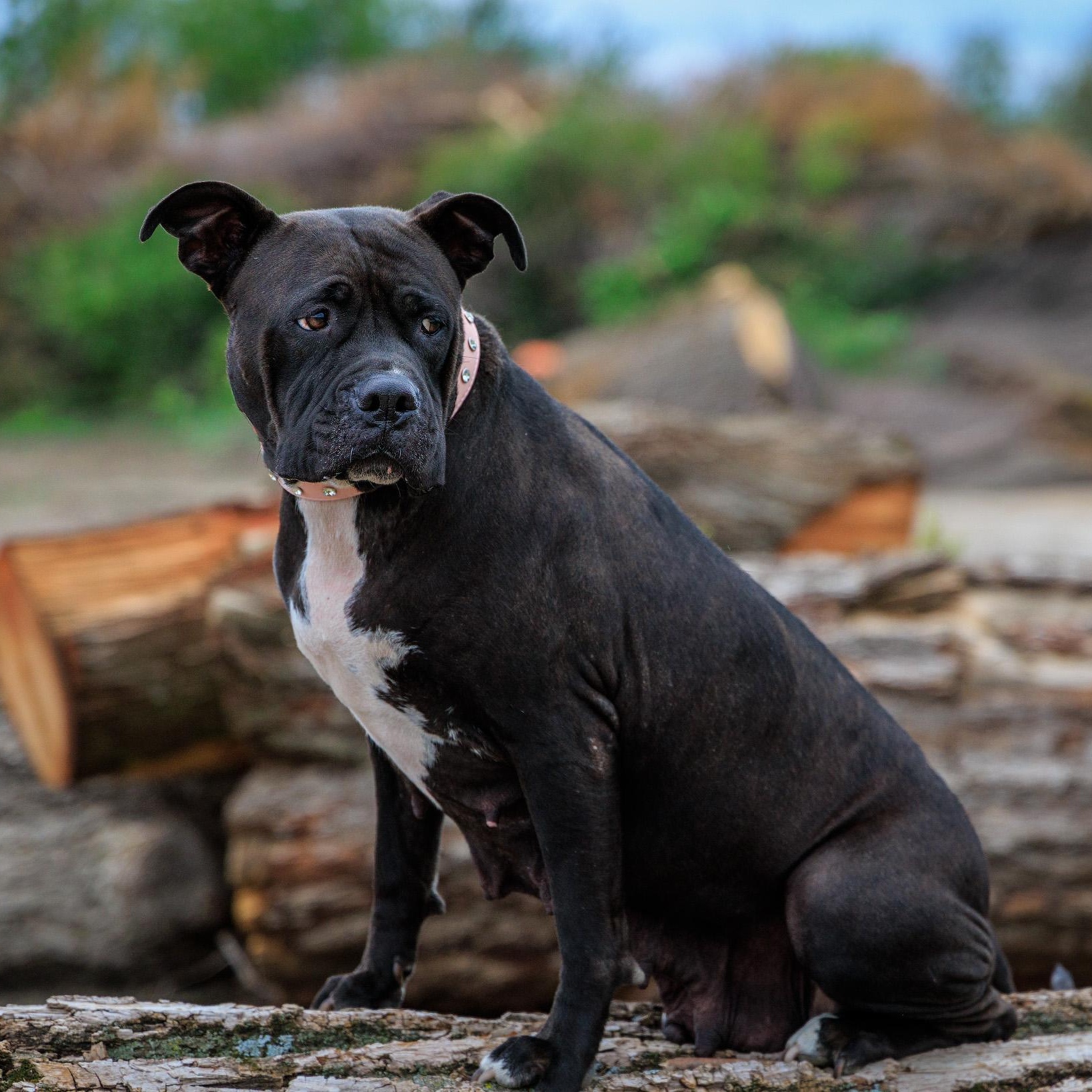 Luna, a ADOPTABLE mixed breed in Clarinda, IA image 1/4