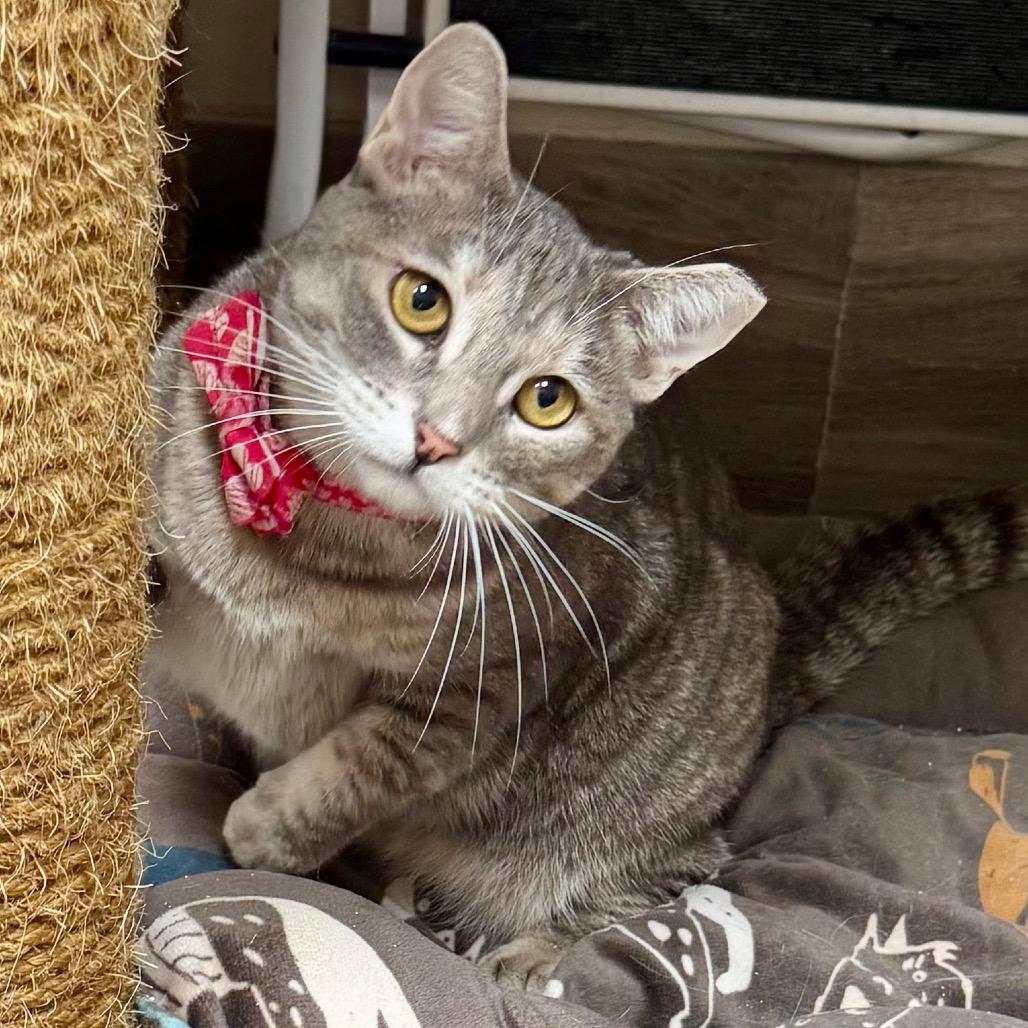 Annie, Adoptable, Adult Female Domestic Short Hair.