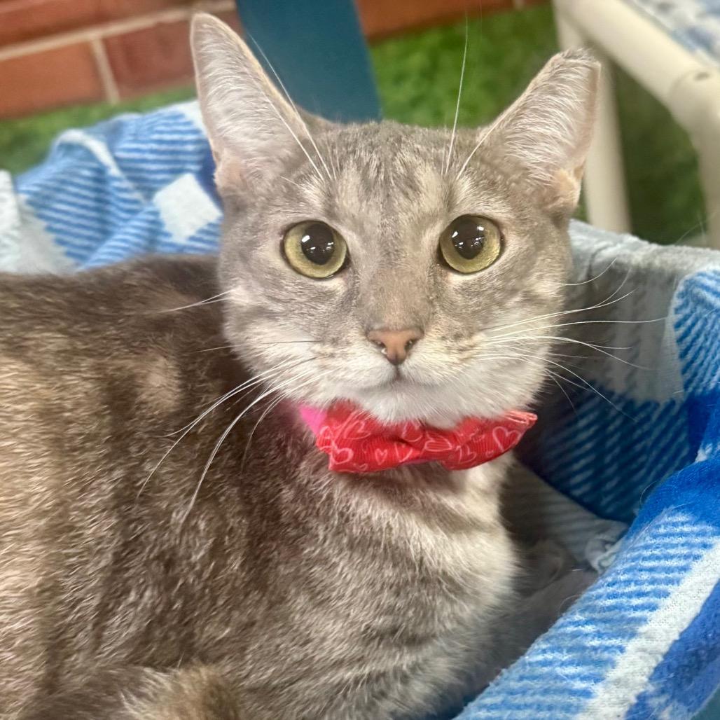 Enlarge Annie, a Adoptable Domestic Short Hair in Lakeland, FL image 2/2