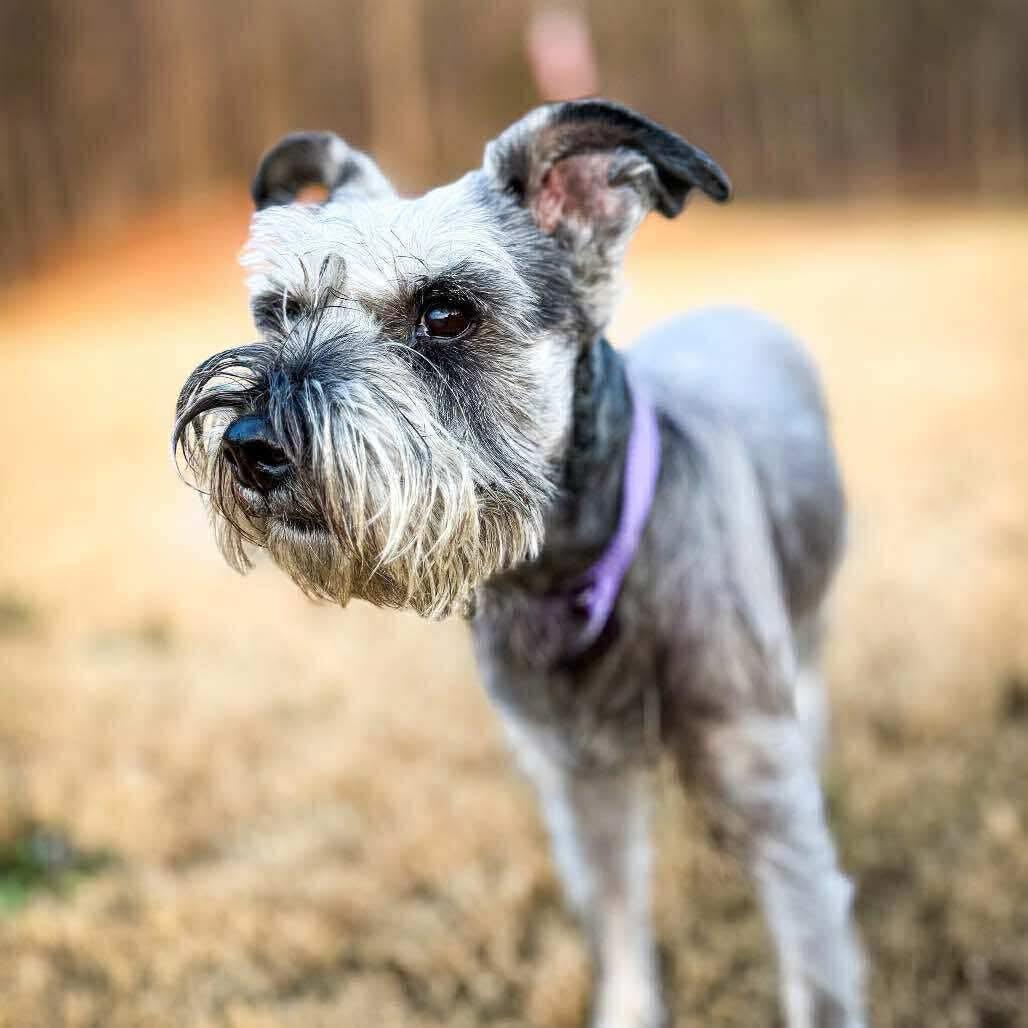 OPHELIA, ADOPTABLE, Adult Female Miniature Schnauzer.