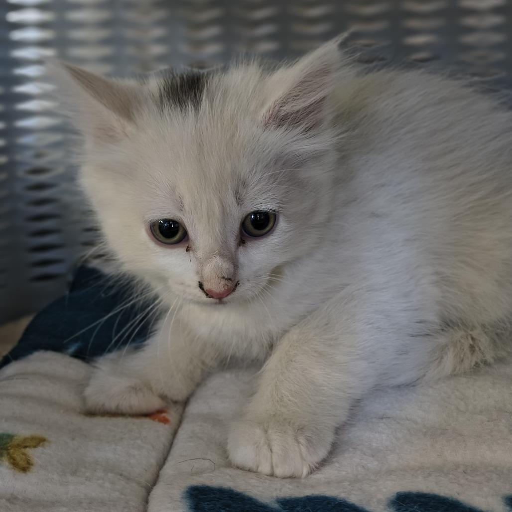 Enlarge Pepper, a Adoptable Domestic Medium Hair in Othello, WA image 1/1