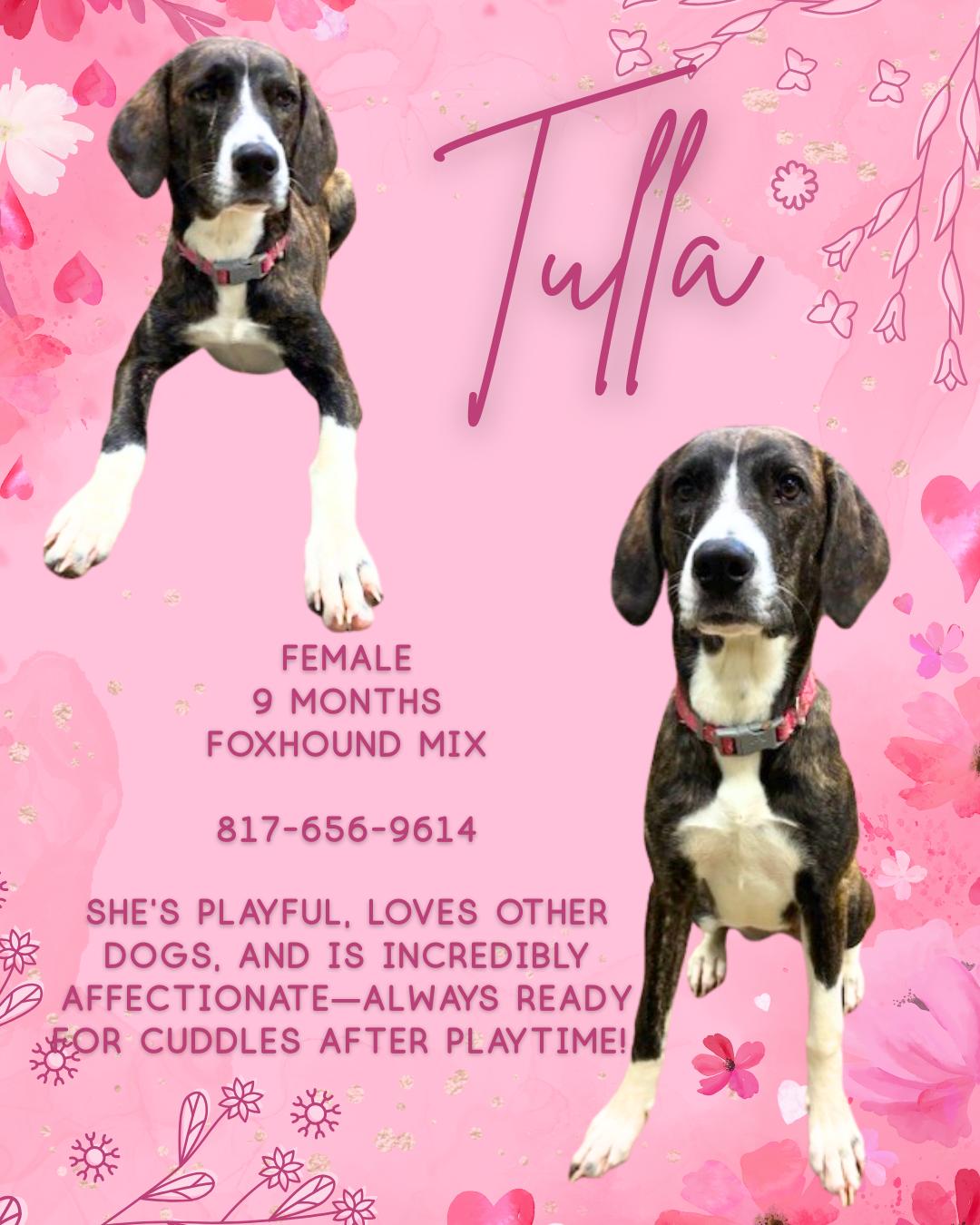 Tulla, Adoptable, Young Female English Foxhound.