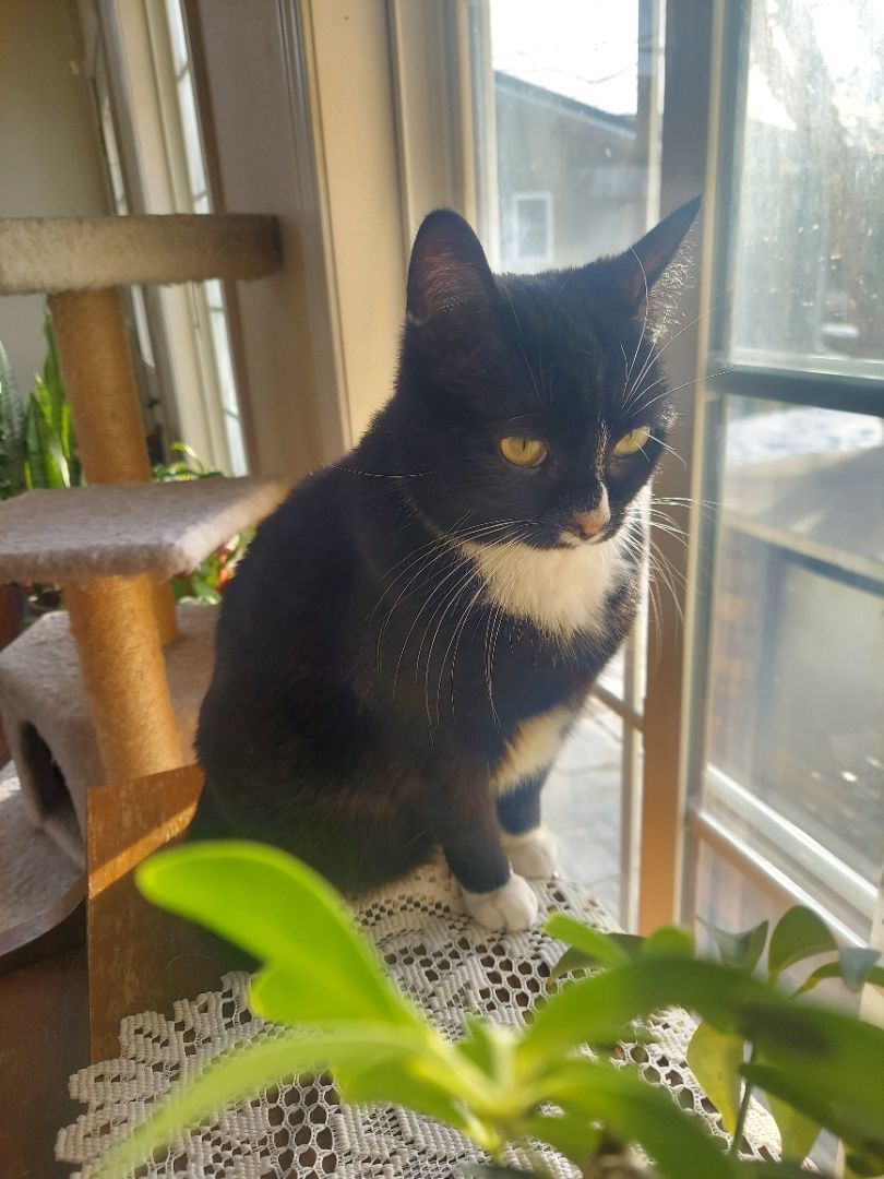 Oreo- Supervisor & lap warmer, Adopted, Young Female Tuxedo.