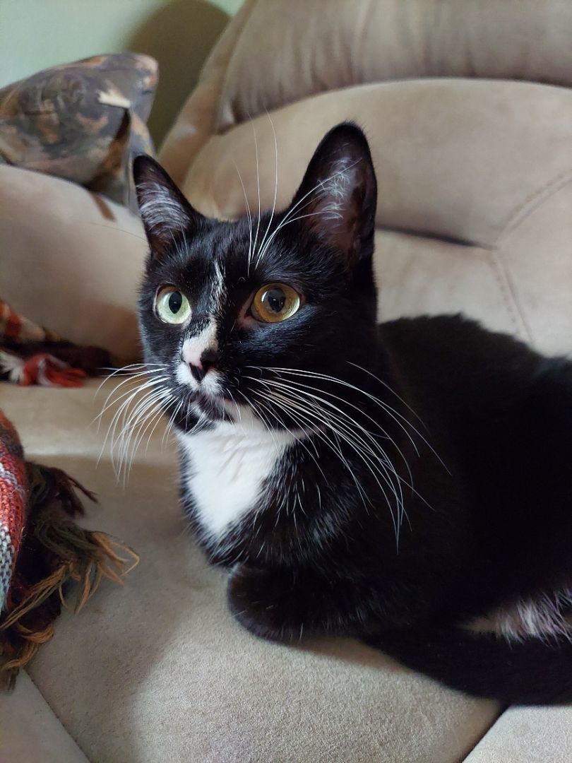 Oreo- Supervisor & lap warmer, a Adopted Tuxedo in Tipton, IA image 2/6