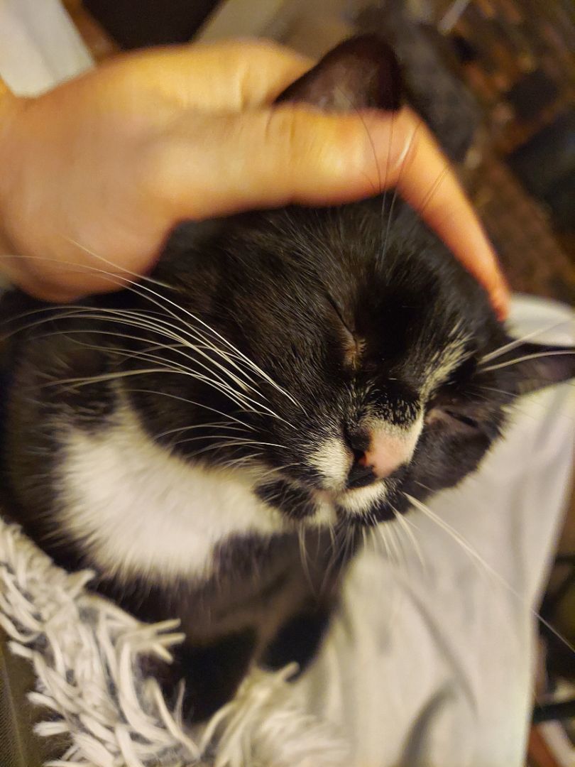 Oreo- Supervisor & lap warmer, a Adopted Tuxedo in Tipton, IA image 3/6