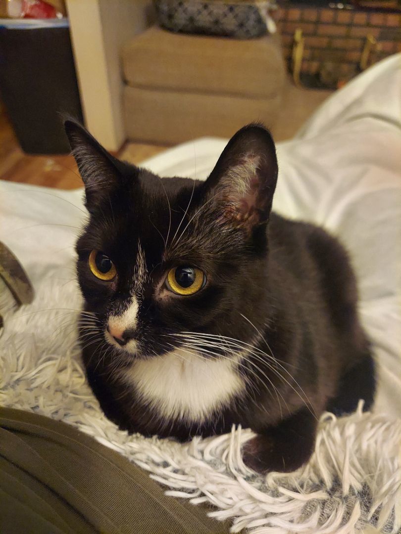 Oreo- Supervisor & lap warmer, a Adopted Tuxedo in Tipton, IA image 4/6