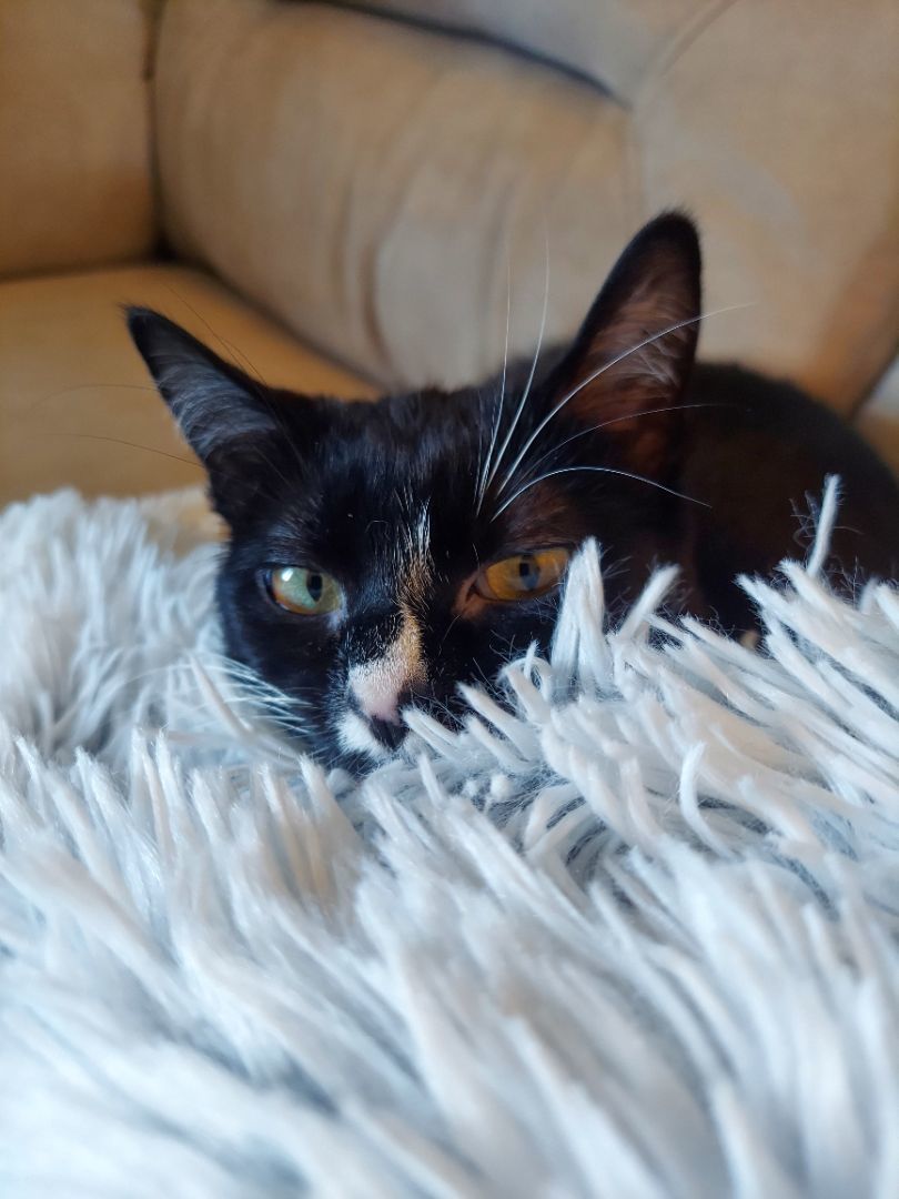Oreo- Supervisor & lap warmer, a Adopted Tuxedo in Tipton, IA image 5/6