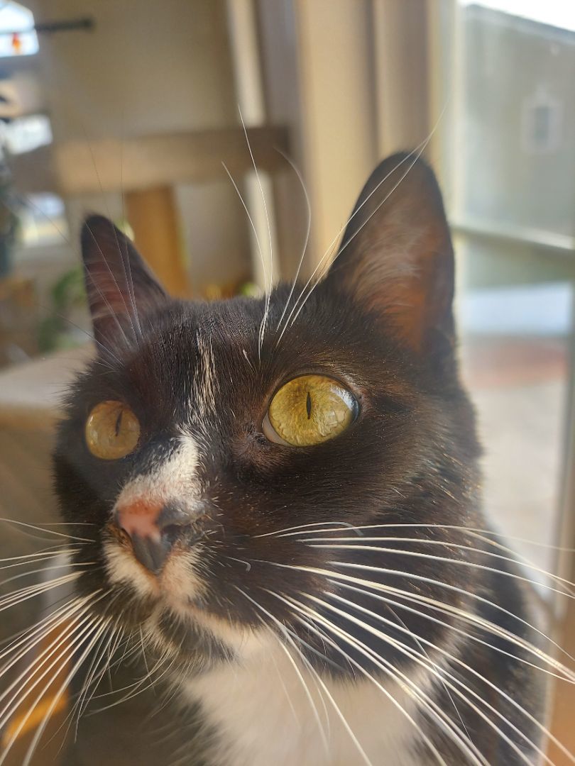 Oreo- Supervisor & lap warmer, a Adopted Tuxedo in Tipton, IA image 6/6