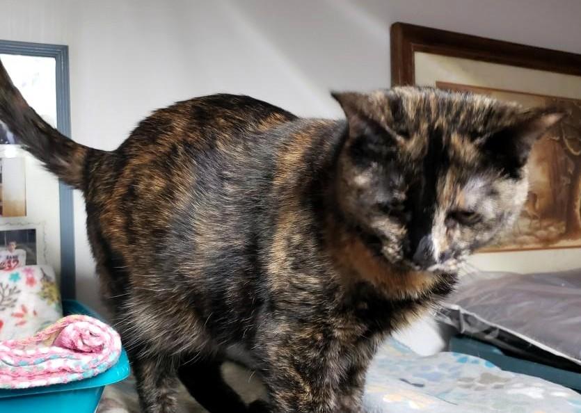 Enlarge Ira M, a ADOPTABLE Domestic Short Hair in Frederick, MD image 2/4