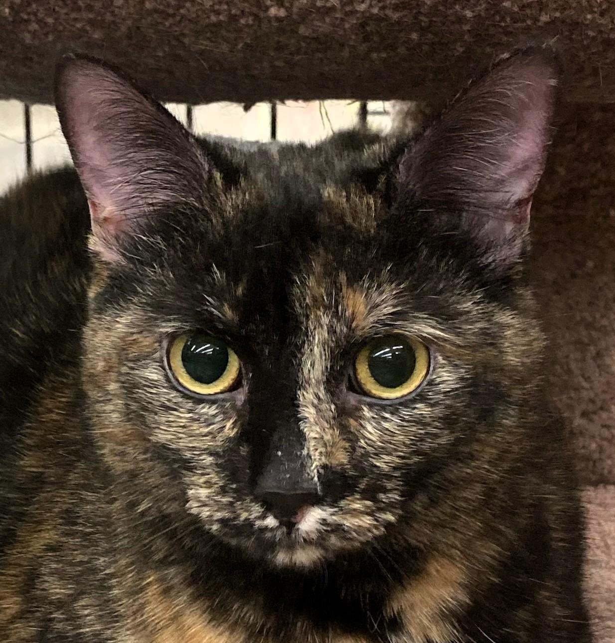 Ira M, ADOPTABLE, Young Female Domestic Short Hair.