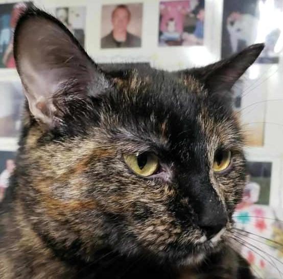 Enlarge Ira M, a ADOPTABLE Domestic Short Hair in Frederick, MD image 4/4