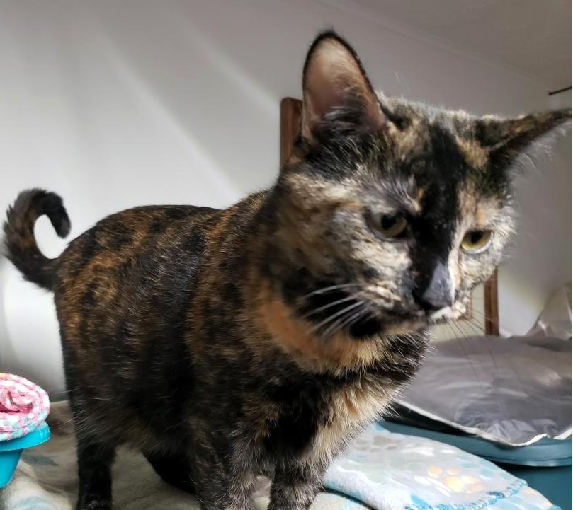 Enlarge Ira M, a ADOPTABLE Domestic Short Hair in Frederick, MD image 3/4