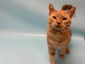 Ginger, Adoptable, Adult Male Domestic Short Hair & Domestic Short Hair.