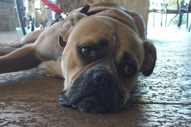 Asia, Adopted, Senior Female Boxer & American Bulldog.
