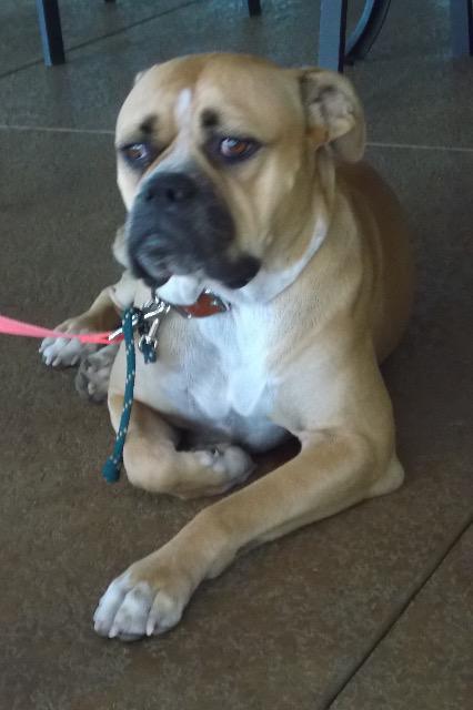 Enlarge Asia, a Adopted mixed breed in Farmersville, TX image 2/3