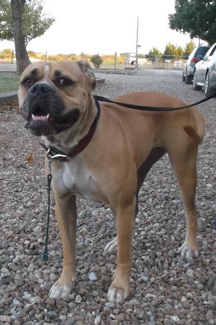 Enlarge Asia, a Adopted mixed breed in Farmersville, TX image 3/3