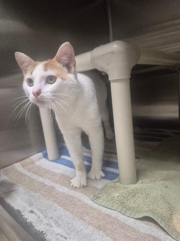 Enlarge Fish, a Adoptable Domestic Short Hair in Bluffton, IN image 2/2
