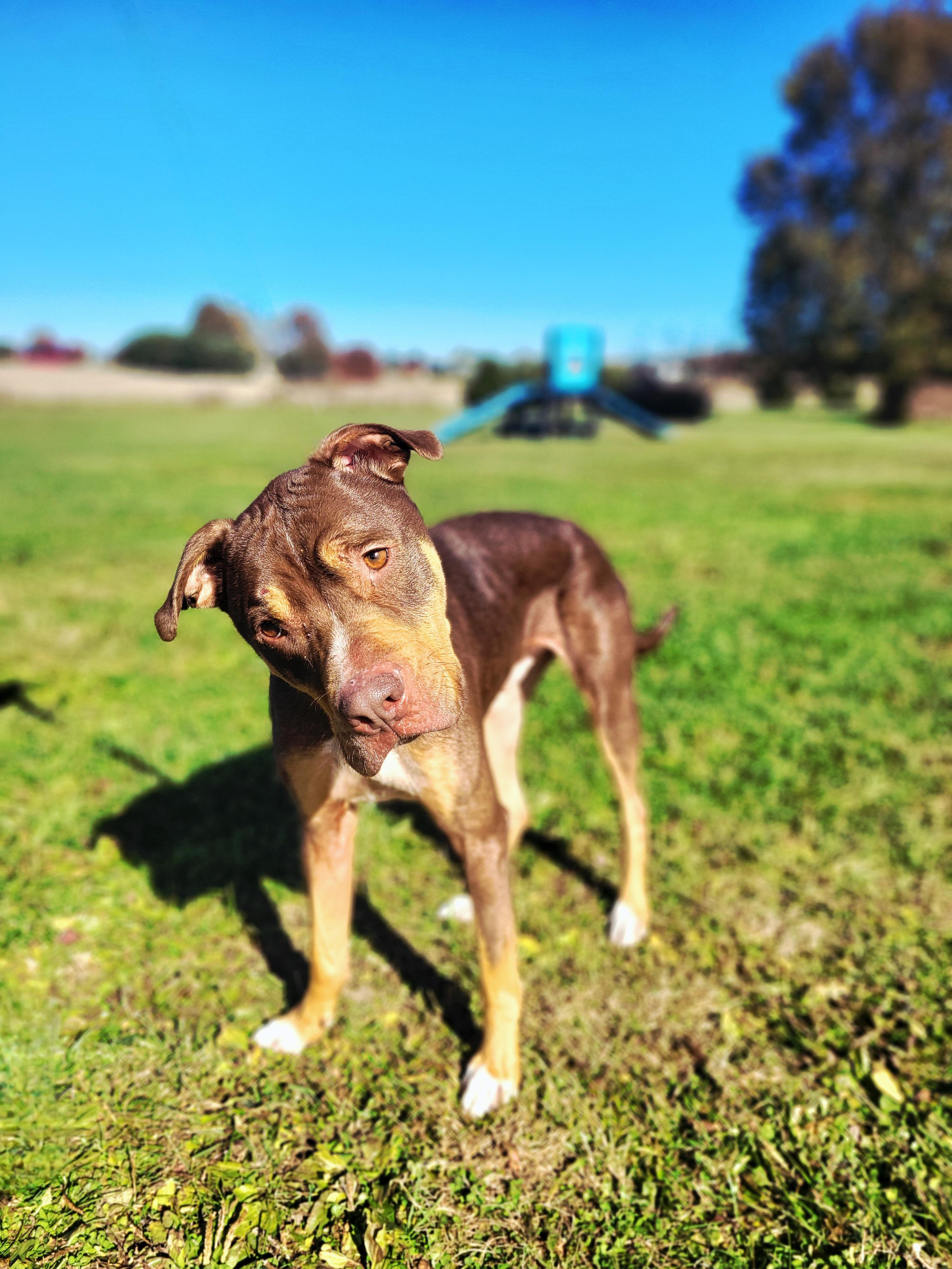 Buddy Bear thumbnail 2