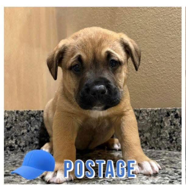 Enlarge Postage, a Adopted mixed breed in Union Beach, NJ image 1/1