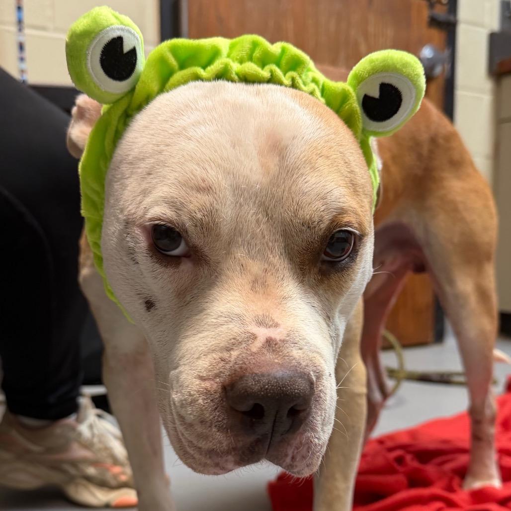 Enlarge Chex 4209, a Adoptable Mixed Breed in Columbus, GA image 2/6